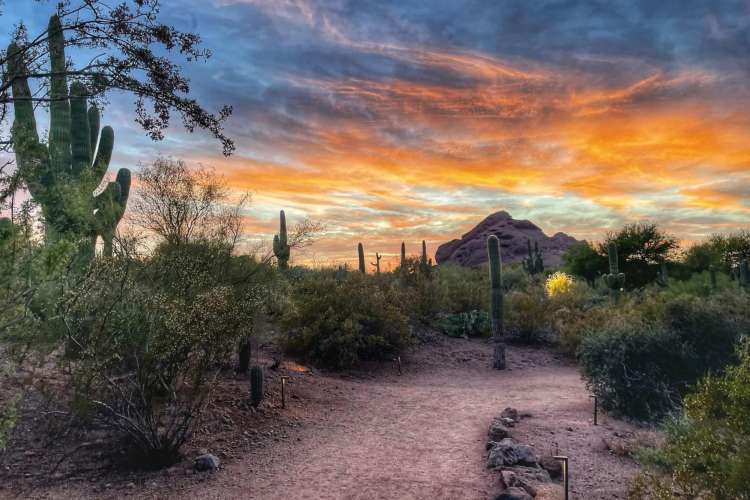 The botanical garden is a great place for team building activities in Phoenix