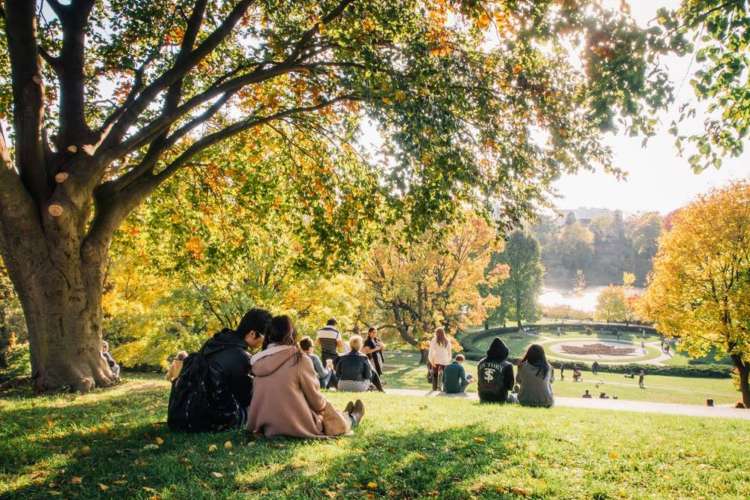 couples sitting together on the grass under a tree on a sunny day