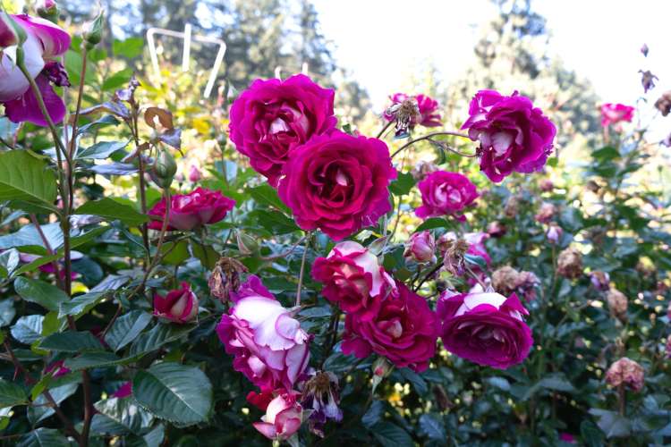 Fuchsia roses at Washington Park make a great team building activity in Portland sight