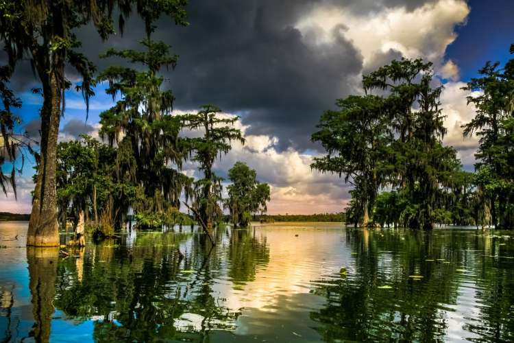 swamps and trees against a vivid sky in Louisiana