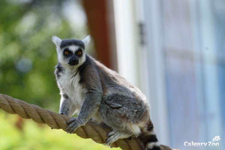 a wide-eyed lemur perched on a rope