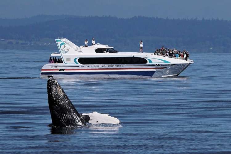 Puget Sound Express boat watching whales in the Seattle harbor
