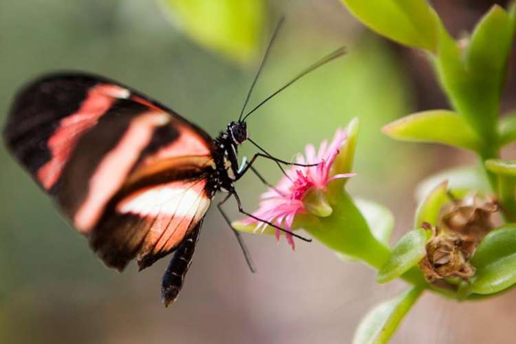 a pink and black butterfly at rest on a pink flower