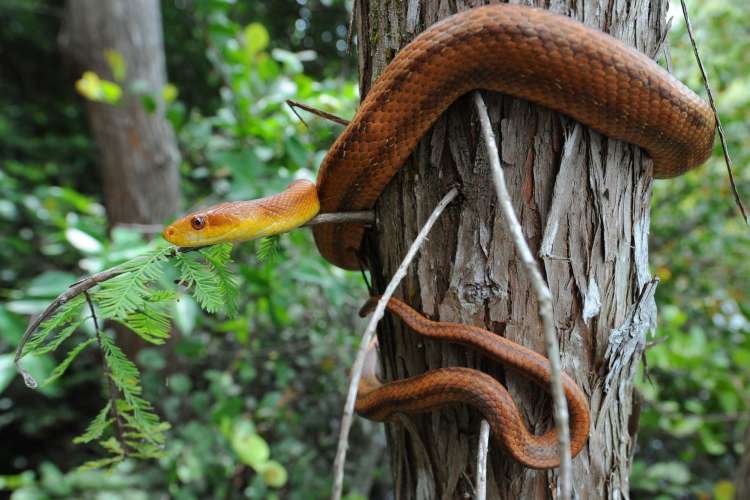 a rat snake coils around a tree