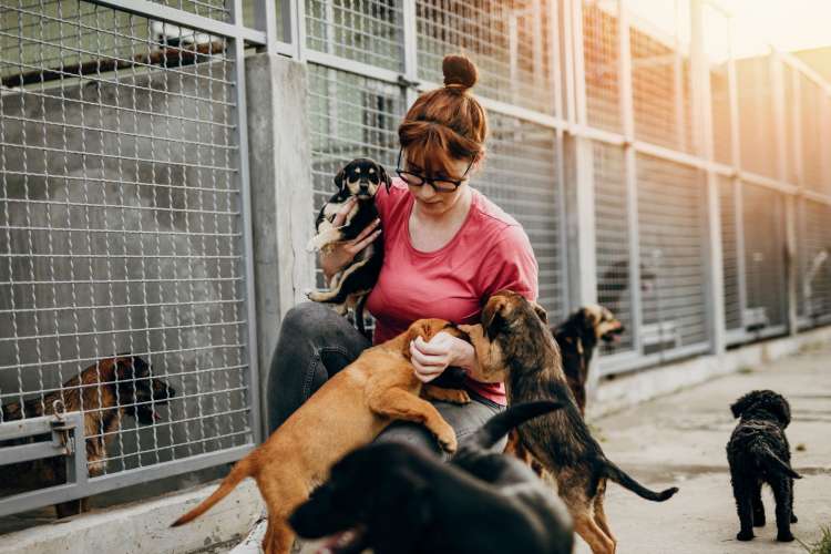 a woman plays with a group of dogs in an animal shelter