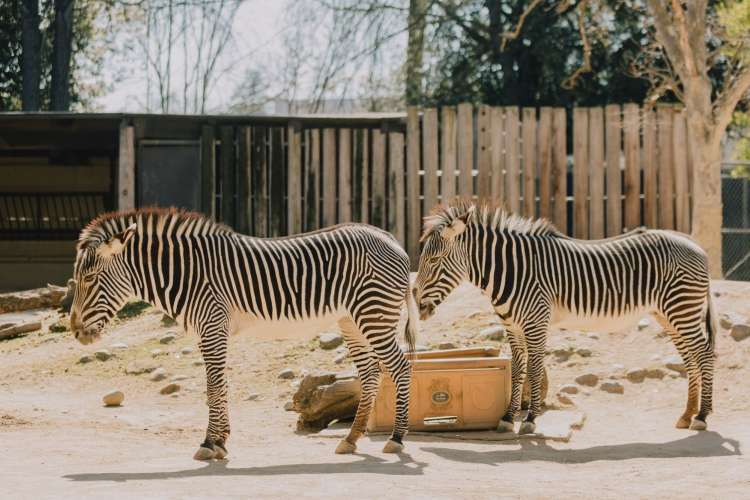 The Sacramento Zoo is a great venue for team building activities in Sacramento.