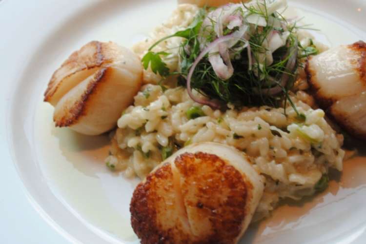 a dish of scallops and risotto