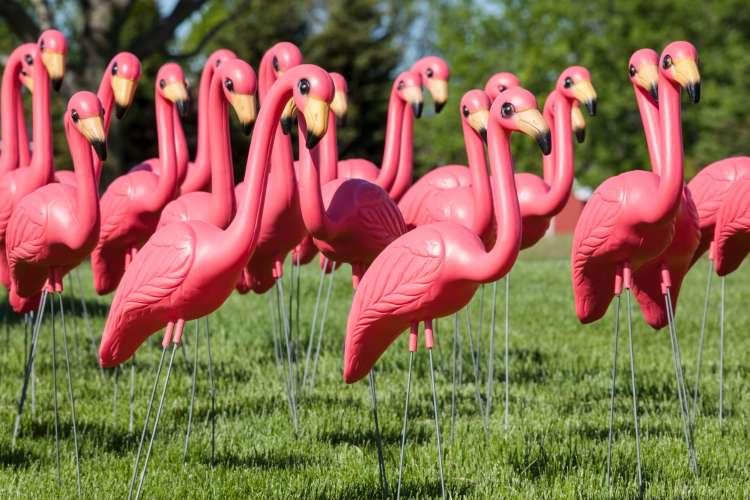 Pink flamingos and Hawaiian themes are great 50th wedding anniversary ideas