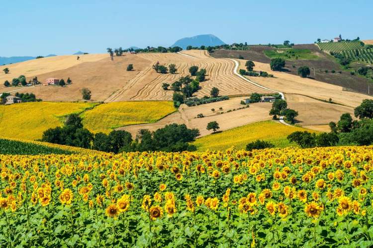 a bed of sunflowers and golden farmland against a blue sky