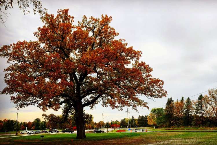 a large tree with red autumn leaves in a wide open area 