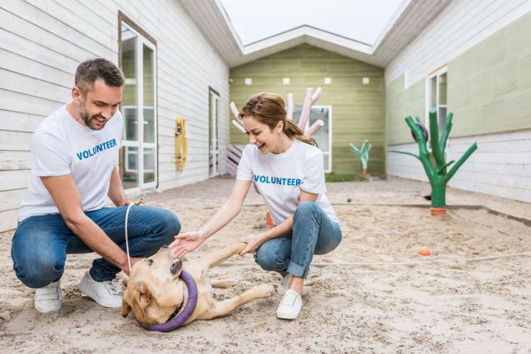 a man and woman in volunteer clothes play with a dog