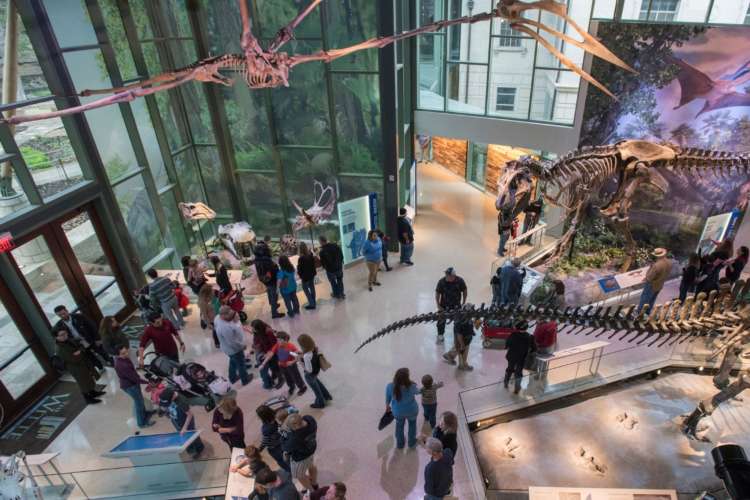 view from above of a museum and patrons with dinosaur skeleton exhibits