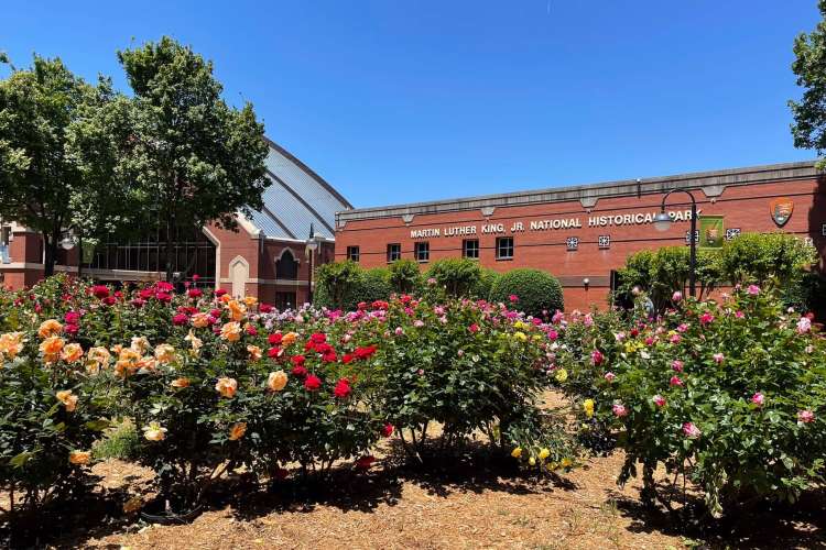 rose garden at the martin luther king jr. historical park