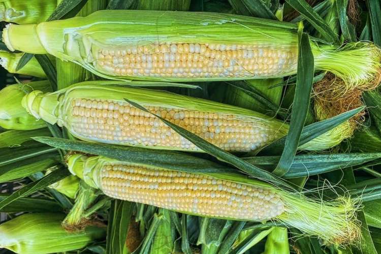 rows of freshly picked corn