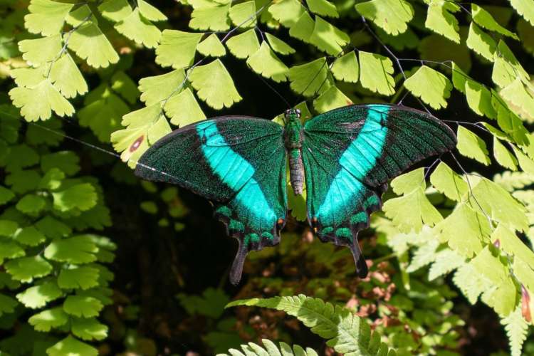 a vibrant blue butterfly spreads its wings among green leaves