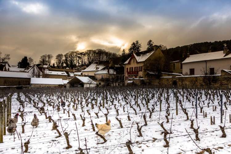 snow vineyard in Burgundy, France