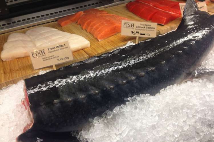 various species of fresh fish on ice in a fish counter 