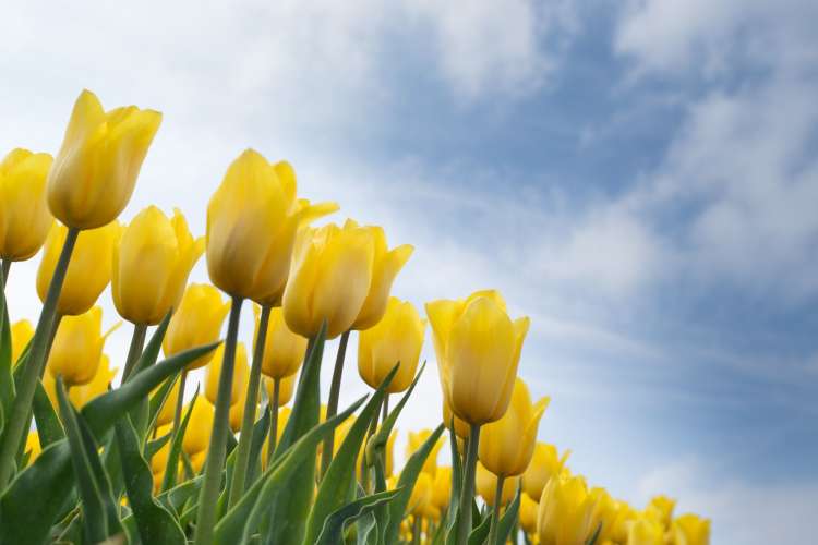 yellow tulips against a blue sky