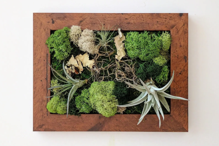 Air Plant Frame