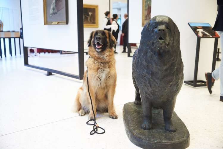 visit the museum of the dog for a fun indoor activity in nyc