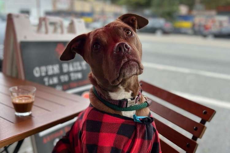 muddy paws coffee shop is a great thing to do in los angeles