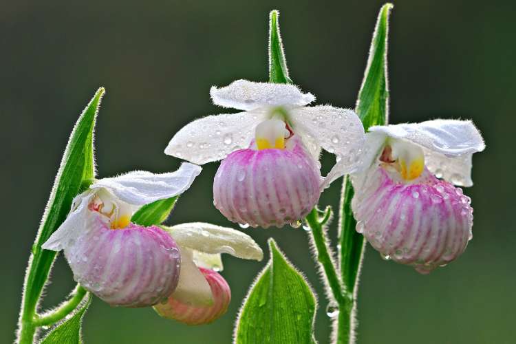 pink lady slipper flowers covered in dew with pointy green leaves