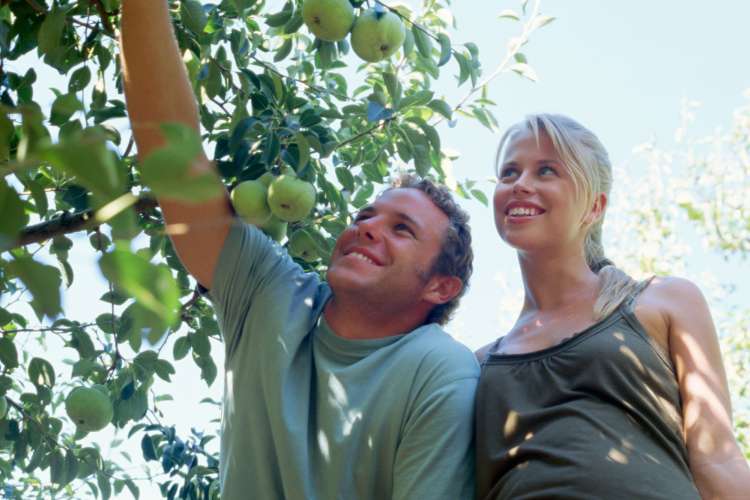 A man and woman smiling while picking apples 