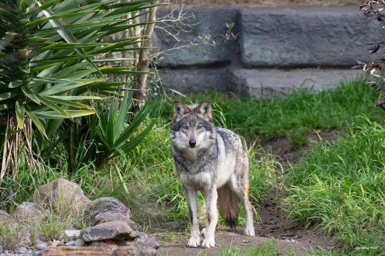 wolf exhibit at the san francisco zoo