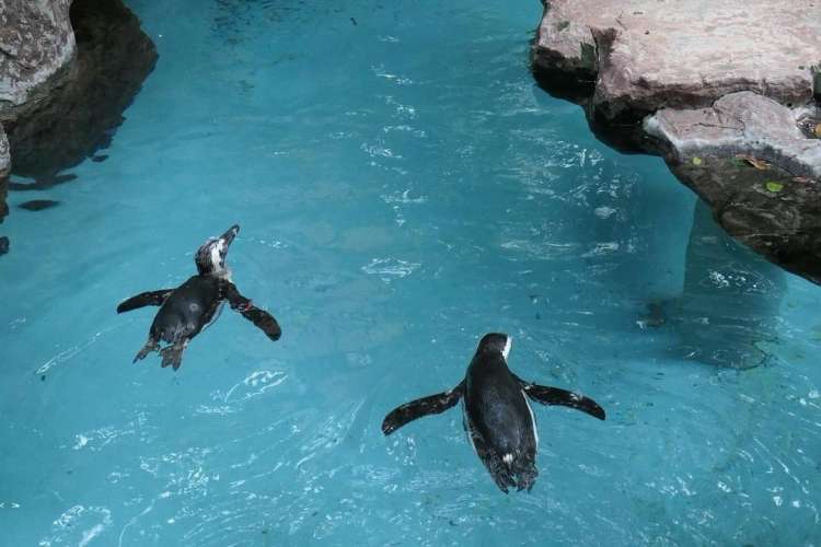 penguins swimming at the Dallas World Aquarium