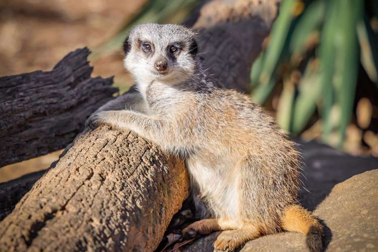 meerkat peering at the camera in the nashville zoo