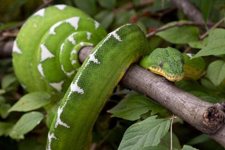 emerald tree boa at zoo atlanta