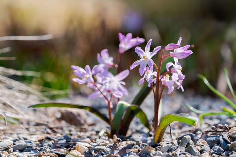 visiting the new york city botanical garden is a fun thing to do during summer in nyc