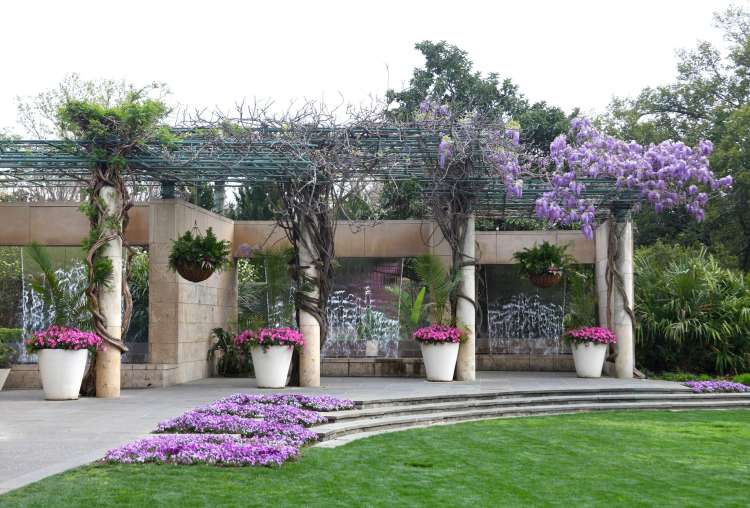 wisteria blooming over a walkway in the dallas arboretum