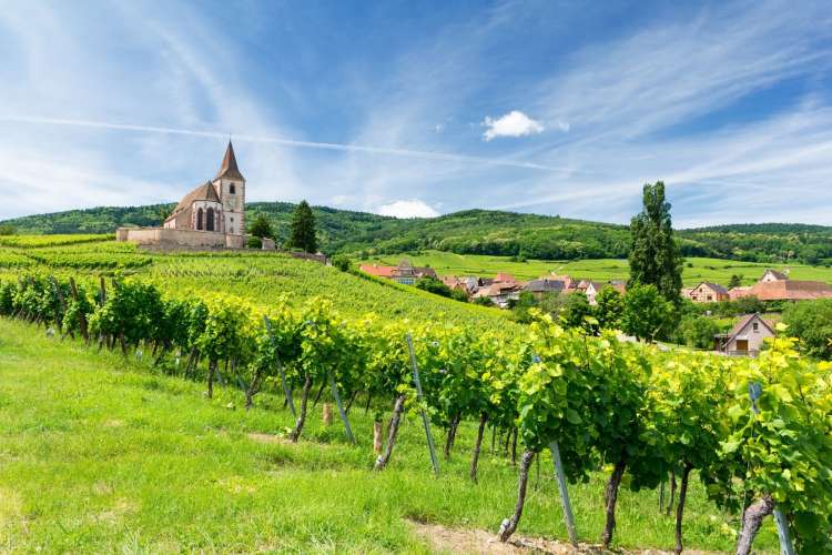 a vineyard and church in Alsace, France 