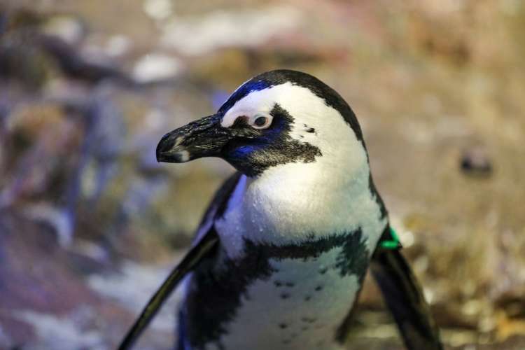 New England Aquarium is one of the best things to do in Boston for kids