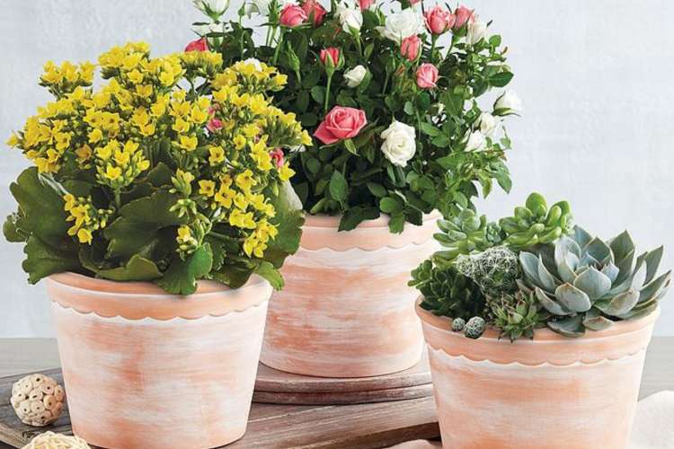 A flowers subscription is a thoughtful gift for a mother-in-law.