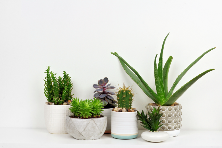 office succulents are a refreshing work from home gift