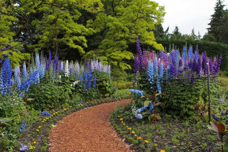 a path winds through tall blue flowers of varying shades