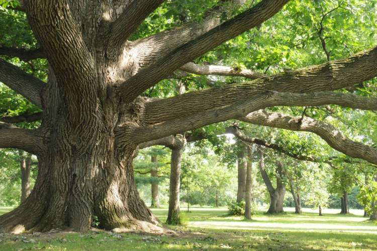 a large old tree in a sunny clearing