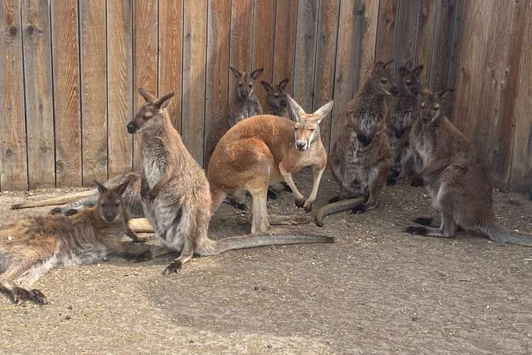 a group of kangaroos convened together 