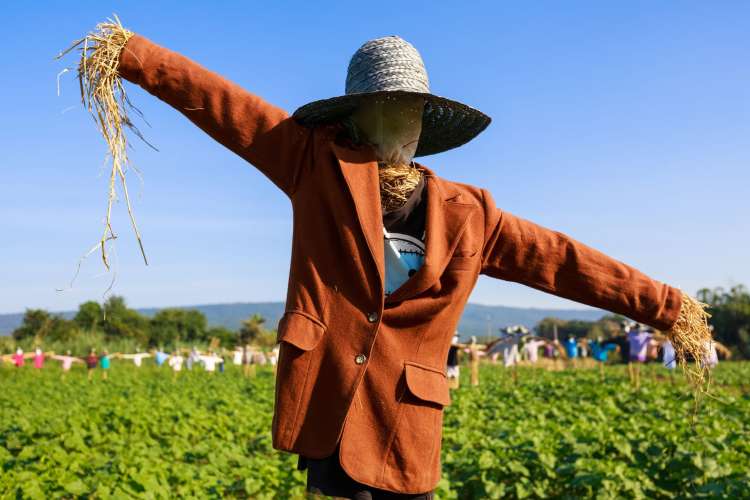 Trying to make a scarecrow together is an entertaining fall date idea. 