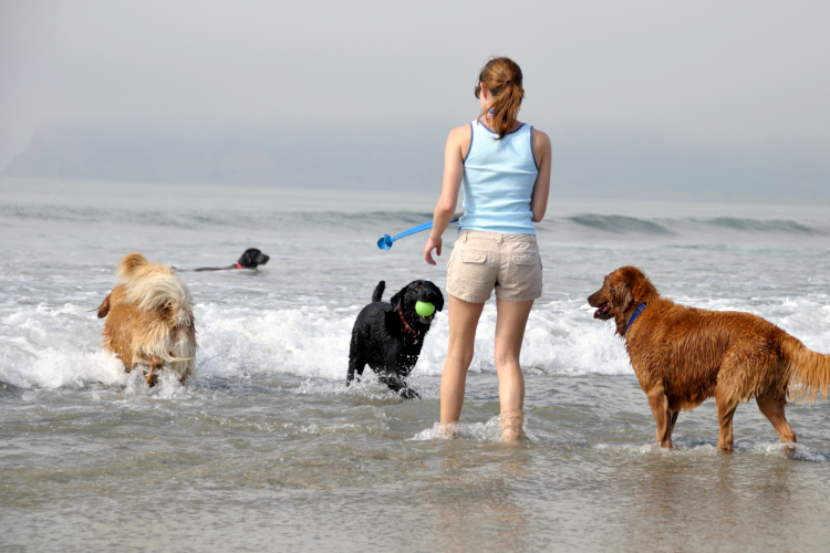 dog's playing in the waves at rosie's dog beach