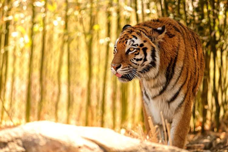 a tiger among trees 