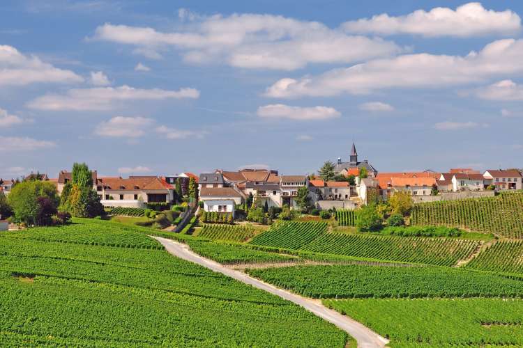 the Champagne French wine region