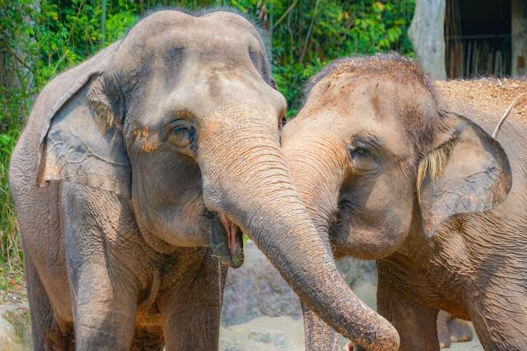 two Asian elephants rubbing trunks together 