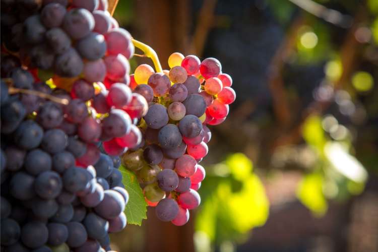 Grenache grapes growing in France