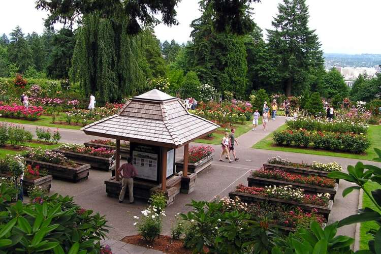 visit the international rose test garden for a fun thing to do in portland