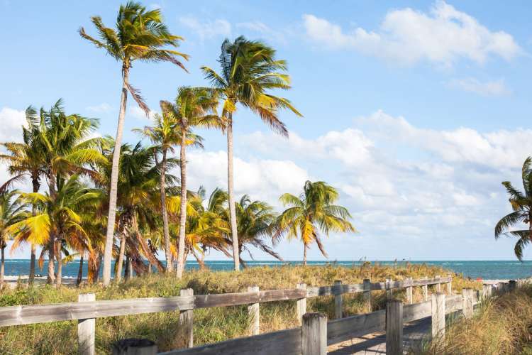 swaying palm trees and a clear sky beside a beach