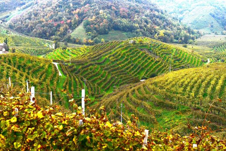 vibrant green terraced rolling hills in a Vento vineyard