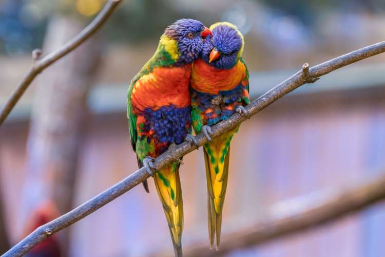 two colorful tropical birds groom each other